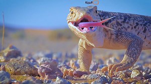 🦖🦖 | Wild Algeria