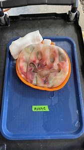 7.5K views · 137 reactions | It's spooky season at the Georgia Sea Turtle Center!  Muhly is getting in the spirit by munching on a pumpkin-shaped seafood ice block. Our team is always on the hunt for creative ways to provide food and enrichment! | Georgia Sea Turtle Center | Facebook