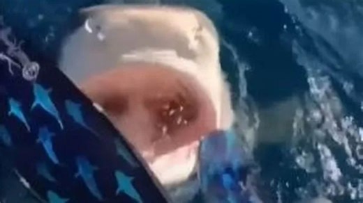 Model breaks silence after nearly jumping into mouth of 16ft tiger shark
