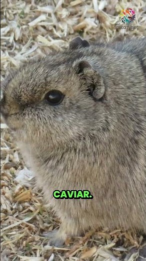 Guinea Pigs Were Once Wild?!