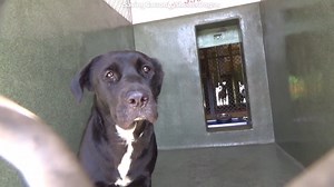 29 reactions · 18 shares | ADOPTED  A5503016 ✰ RASPBERRY...