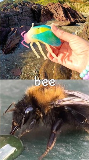 Kids Learn | Bug Insect Names: Fly Bee Slug Spider Snail #HolidaysWithYouTube