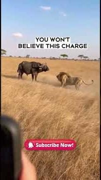 Dangerous Safari Moments Caught by US Tourists #shorts #animals #lion #wildlife #viral
