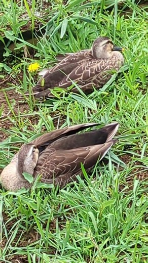 鴨川が寛いでいる #自然 #公園 #鴨