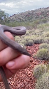147K views · 2.7K reactions | Releasing a Burton’s Legless Lizard (Lialis burtonis) 年 Pilbara region, W.A 廙 | Mick Fullerton Wildlife | Facebook