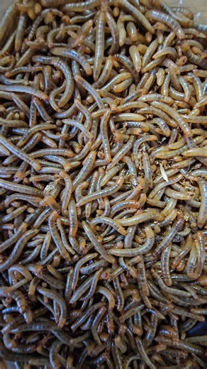 Så er der et læs friske proteiner. Det er jo godt, når man træner. Så det er heldigt, at jeg ikke gør dét. | Jan H. Andersen