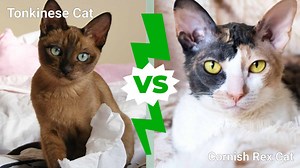 Tonkinese vs. Cornish Rex Cat: Key Differences Explained