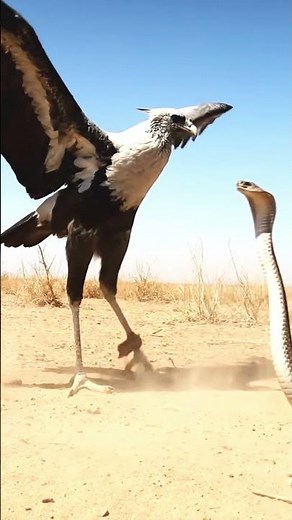 The Most Intense Bird vs. Snake Battle You'll Ever See! 🦅🐍