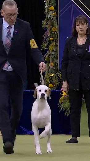 The Pointer isn’t just a symbol of sporting excellence — it’s the face of Westminster. Bred to work with endurance and precision in hunting tasks, Pointers are loyal, agile, and carry themselves with unmistakable grace. One in particular, Sensation, became more than a champion — in 1876, he became the breed behind The Westminster Kennel Club’s iconic logo. Visit our YouTube channel to watch extended breed judging coverage from the 2025 Westminster Kennel Club Dog Show: https://bit.ly/2025BreedJu