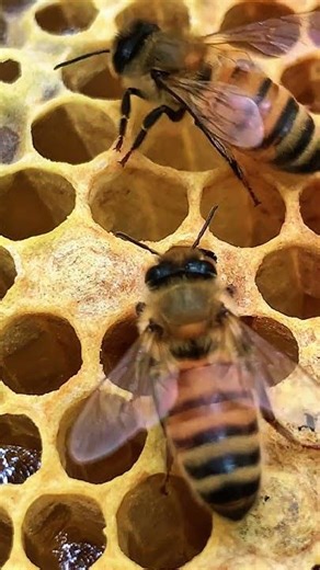 Worker Bee Emerging 🐝 | Inside the Hive Birth Process #shorts
