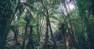 Une incroyable forêt d’arbres datant du supercontinent Gondwana bientôt reconstituée en Australie