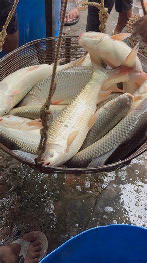 Live Fish Market | Fishing & Village Tradition