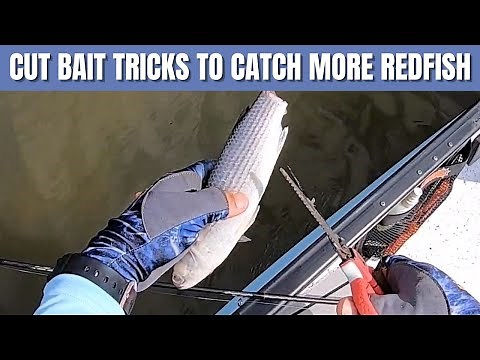 Tricks & Techniques To Catch More Redfish Using Cut Bait