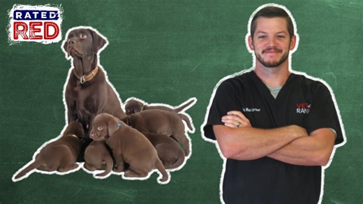 Pet 101: A Doberman Case That Teaches Valuable Lessons