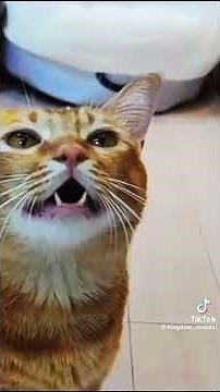 #1 Singing Cat...full original..pt1