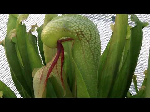 Cobra Lily Carnivorous Plant Eats Insect
