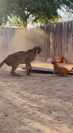 Cheetah in the yard—house cat drives it out, fast and clean!