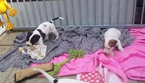 some LK King Pin x Snooty pups from Friesian kennels couple spoken for couple for sale.These should be Ecselend working - confermation dogs | Limey Kennels