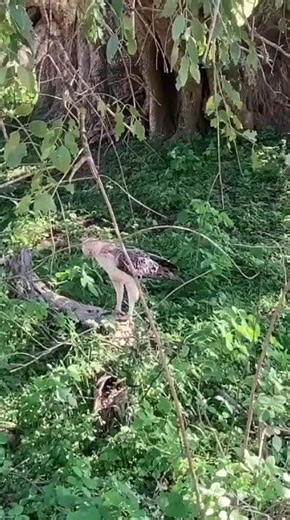 Majestic Crested Hawk-Eagle Perched in Lush Jungle | Wild Bird of Prey