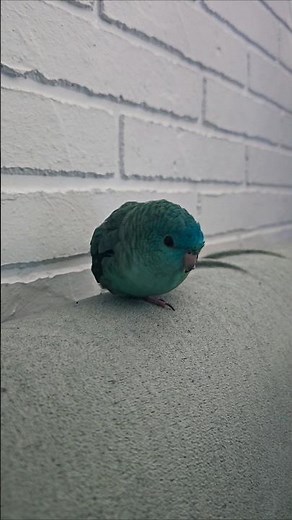Circle birb #lineolatedparakeet #birds #linnie #small #pet #parrot #parakeet