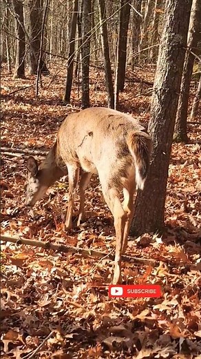 🦌WHITE TAIL DEER WARNING CALL #deer #nature #animal