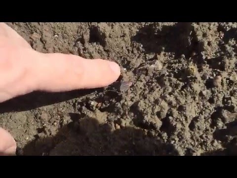 Hunting Diamonds in Murfreesboro, AR at Crater of the Diamonds State Park