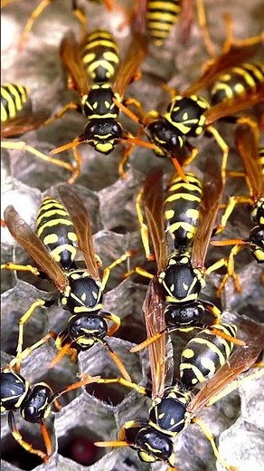 Erste Hilfe bei Insektenstichen - Naturheilmittel und schnelle Maßnahmen