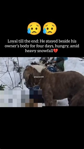 A Tale of Selfless Love and Loyalty🥺|| #doglove #animals #loyalty #love #movie #bollywood #viral