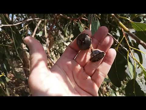 Eucalyptus globulus - Identification & Information