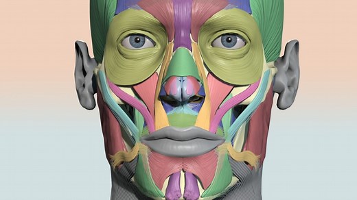 Colourcoded head muscle chart - 3D model by Anatomy Next (@a4s)