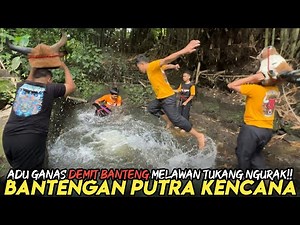 BANTENGAN PUTRA KENCANA KESURUPAN LOMPAT KE KALI!! FULL PLAYON NGURAK DEMIT!!