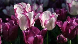 White and purple tulip close up, selective focus. Field of many blooming white, and purple tulips showing green stems. Tulips against the day sun light