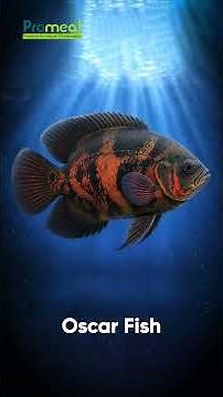Can You Guess These 5 Aquarium Fish by Their Shape?|aquarium fish quiz|guess the fish #aquariumhobby