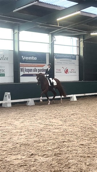 Dream Up 🔥🥰🥰🥰 #approvedstallion #dreamboy #nrps #powerhorse #dressage #equine #horseriding #horses #pferd #cheval #paardensport #5year | Quality Horses