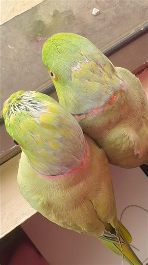 Molting parrots and pin feathers 🥹💚 #parrot #moulting