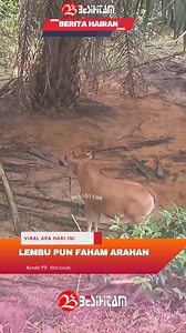 330K views · 8K reactions | Lembu pun faham arahan | Besihitam Studio | Facebook