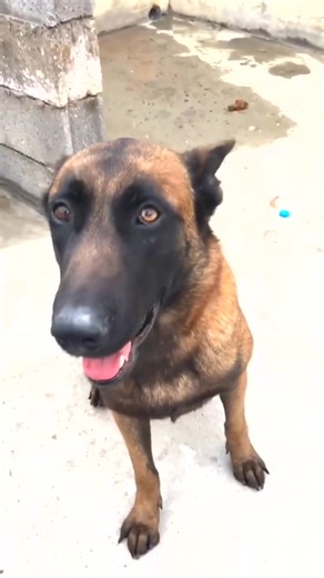 5.7K views · 252 reactions | #dog #dogtraining #dogtrainer #tactical | Make Idea | Facebook