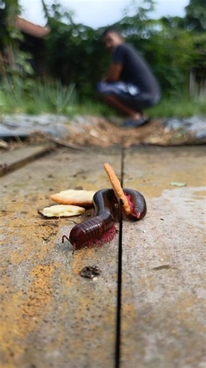 Millipede Song: Beautiful Forward and Backward💃💃💃