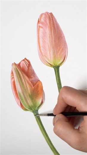 Both Tulip tutorials are on my PATREON ( link is in my bio ) or simply comment LINK, and I will send you the info. . .#watercolorpainting #watercolourpainting #watercolorart #watercolor #watercolour #painting #art #botanicalwatercolor #botanicalartist #botanical #botanicalart #botanicalillustration #illustration #instaartist #instart #botanicalpainting #instaartwork #artist #artwork #realism #artistoninstagram #watercolorpainting #patreon #tulips #tulippainting #watercolortulips | Egle Kolev Art