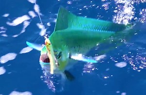 34K views · 737 reactions | INSANE Deep Dropping & Trolling Action | South Florida Fishing Channel | Facebook