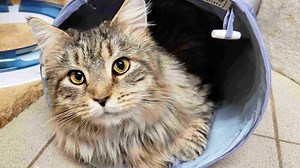 43 Maine-Coon-Katzen auf einen Schlag – Tierheim proppenvoll