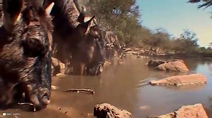 15 Moments Of Animals Brutally Eating Their Prey Alive