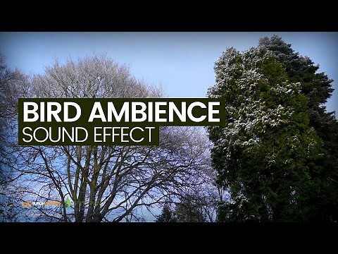 Nature Sounds | Bird Ambience | Royalty-Free Sound Effects | Forest sounds