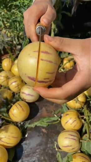 Beautiful nature wonderful fruit 476 |#satisfying#nature#fruit#farming#minivlog#foryou