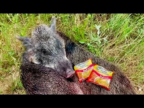 Wild Boar Hog | Catch Clean Cook (Ramen Noodles)