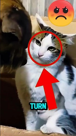 How Mother Cats Fiercely Protect Their Kittens #MotherCat #CatProtection #KittenLove