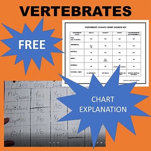 Vertebrate (Chordate, Chordata) Classes Chart VIDEO