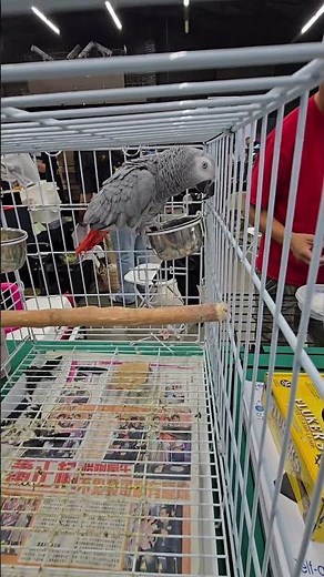 The Smartest Guest: African Grey Parrot! 🦜🧠​ ¡El Invitado más Inteligente: El Loro Gris Africano!