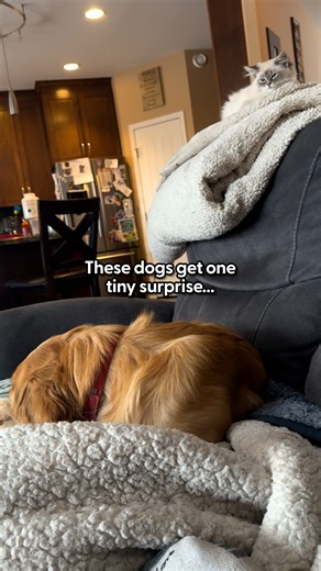 That side-eye says absolutely not 😅 Jason shared how little Brix tried everything to win over his very guarded dog Beaker — and honestly, the effort alone deserves an award! See more from Bunsen Berner on Instagram: thedo.do/bunsenbernerbmd, TikTok: thedo.do/Bunsenbernerbmd, and YouTube: thedo.do/BunsenBernerbmd. | The Dodo