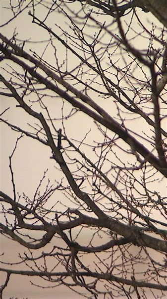 1.1K views | A Baltimore County Councilman tells FOX45 News he's received "hundreds" of emails from residents outside of his district who oppose bill 3-24, a proposal to rezone certain abandoned and dilapidated commercial hubs to mixed-use areas. | WBFF FOX 45 | Facebook